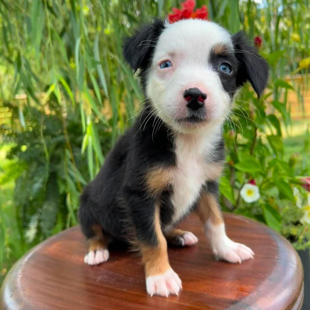 Decaf, a Adoptable Border Collie in Jackson, MO image 6/6