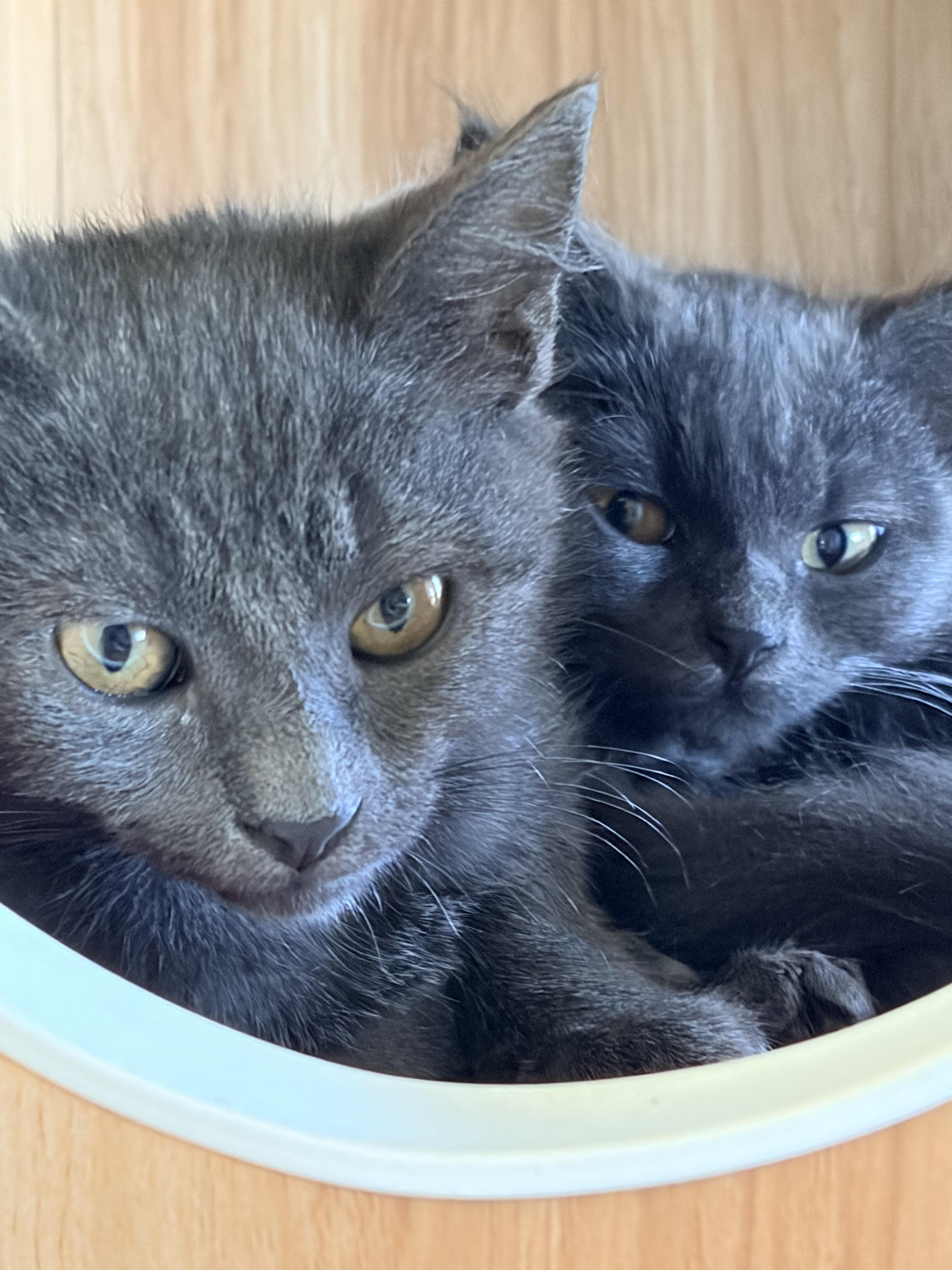 Enlarge Sky, a Adopted Domestic Short Hair in Des Moines , WA image 3/4