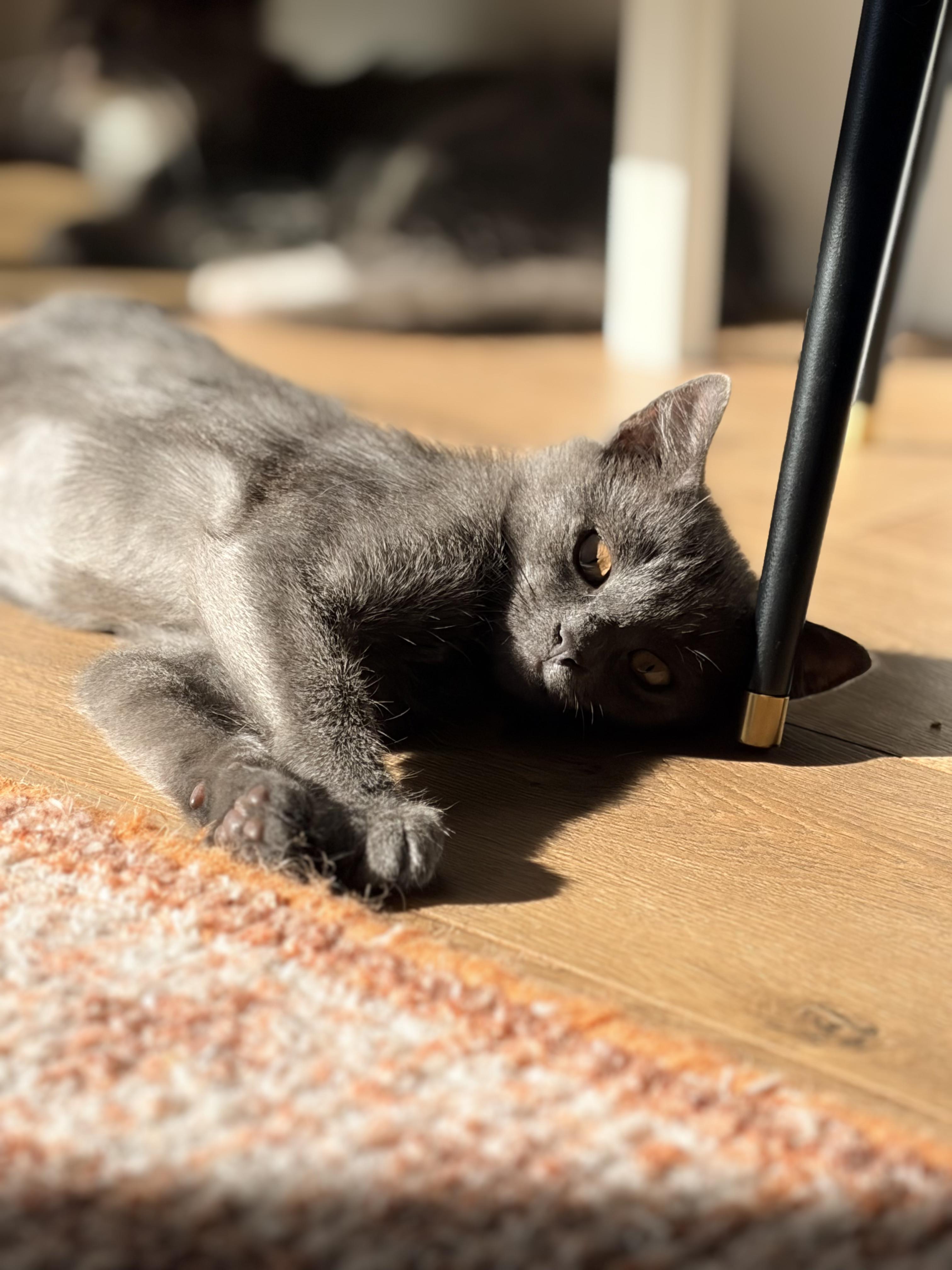 Sky, Adopted, Kitten Female Domestic Short Hair.