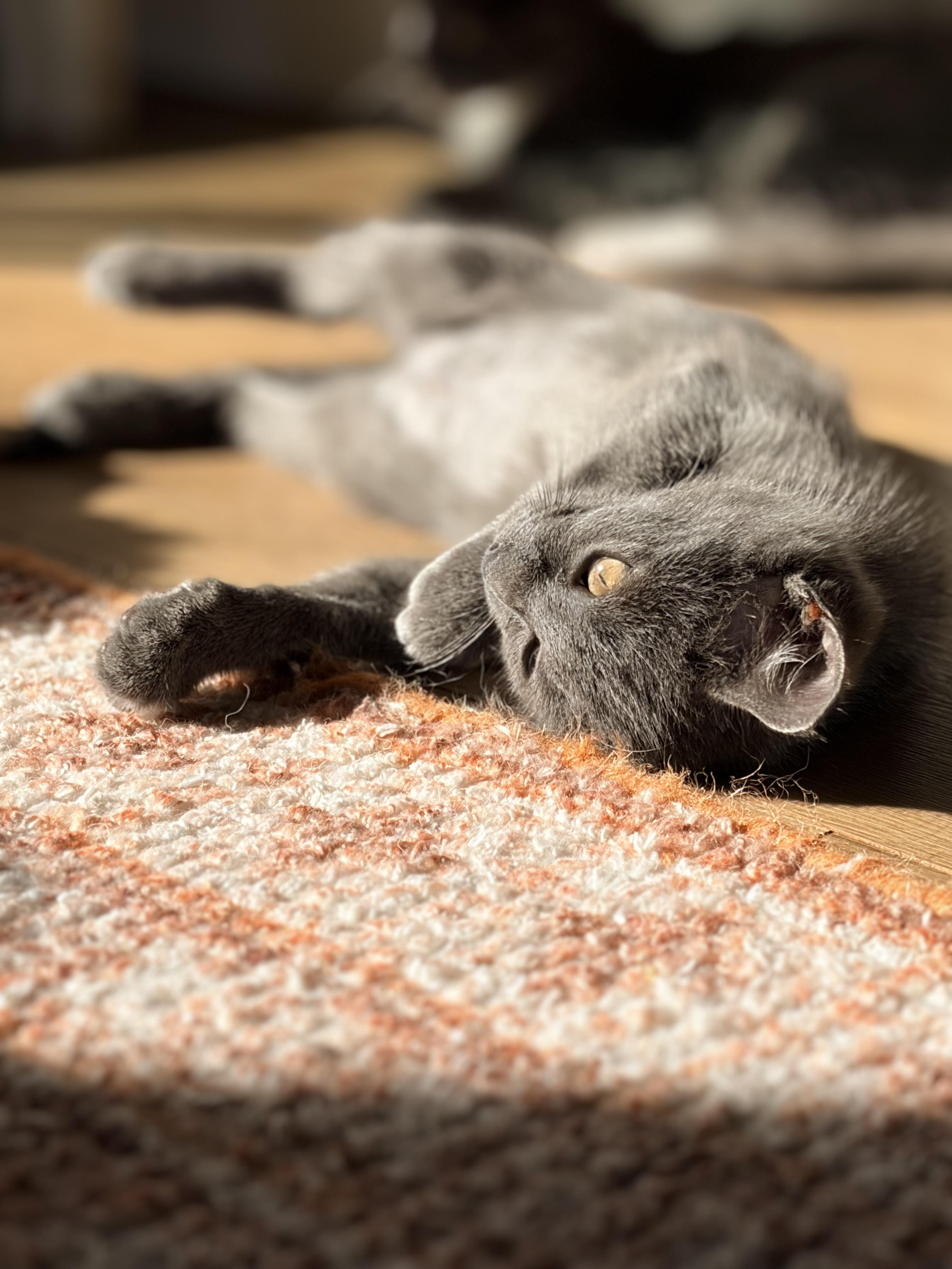 Enlarge Sky, a Adopted Domestic Short Hair in Des Moines , WA image 2/4