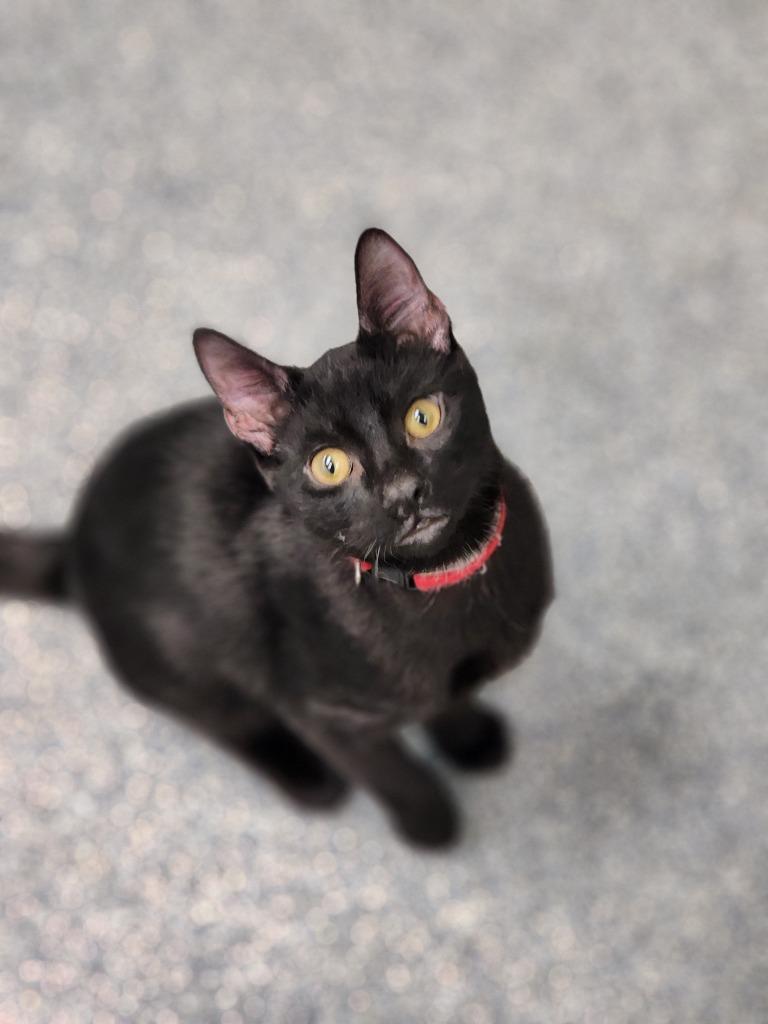 Colter, Adoptable, Young Male Domestic Short Hair.