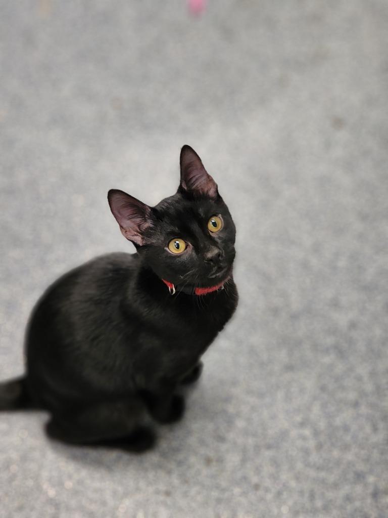 Enlarge Colter, a Adoptable mixed breed in Carthage, MO image 2/3