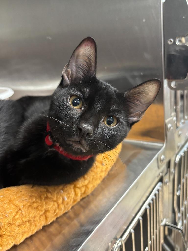 Enlarge Colter, a Adoptable mixed breed in Carthage, MO image 3/3