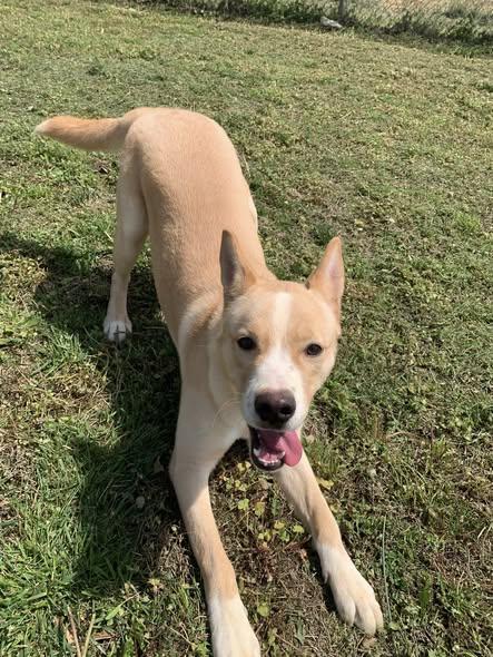 Jasper, Adoptable, Young Male Shepherd.