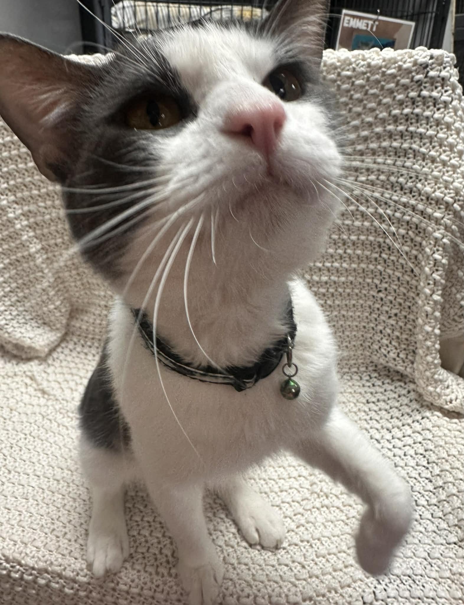 Ceasar — thumbnail 2