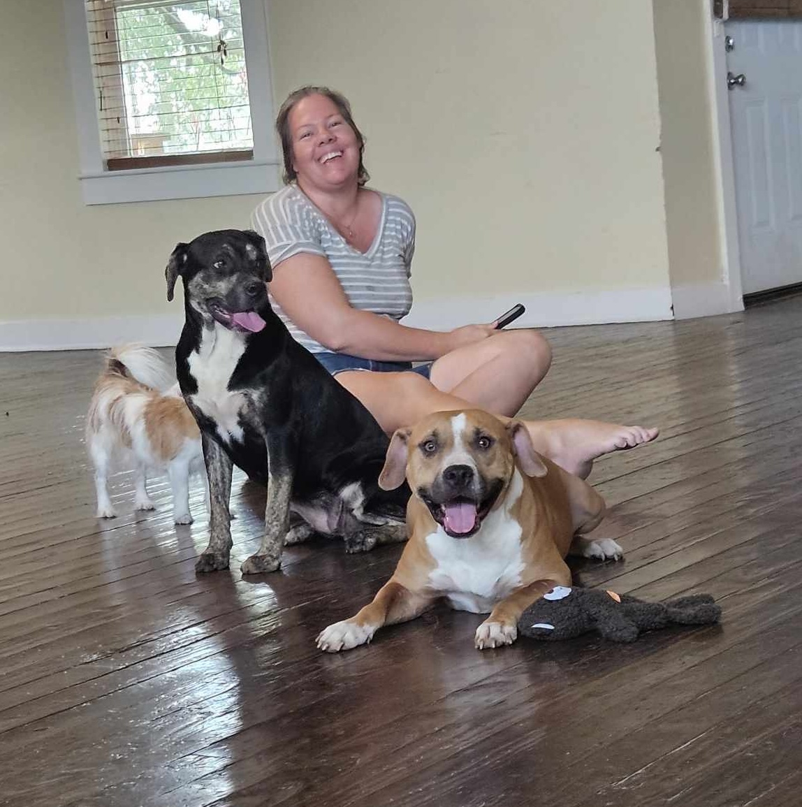 Enlarge Dozer, a Adoptable American Staffordshire Terrier in Richmond, VA image 2/5