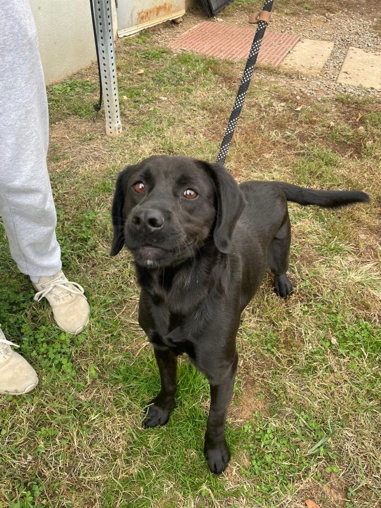 Turkey, Adopted, Adult Male Labrador Retriever & Mixed Breed.