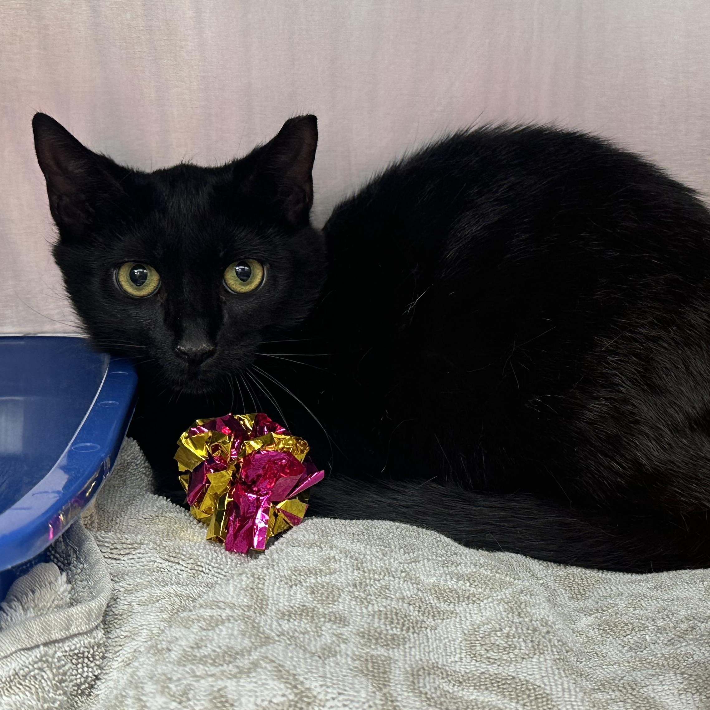 Enlarge Kahlua Kitten Likes other Cats, a ADOPTABLE Domestic Short Hair in Clifton, NJ image 1/5
