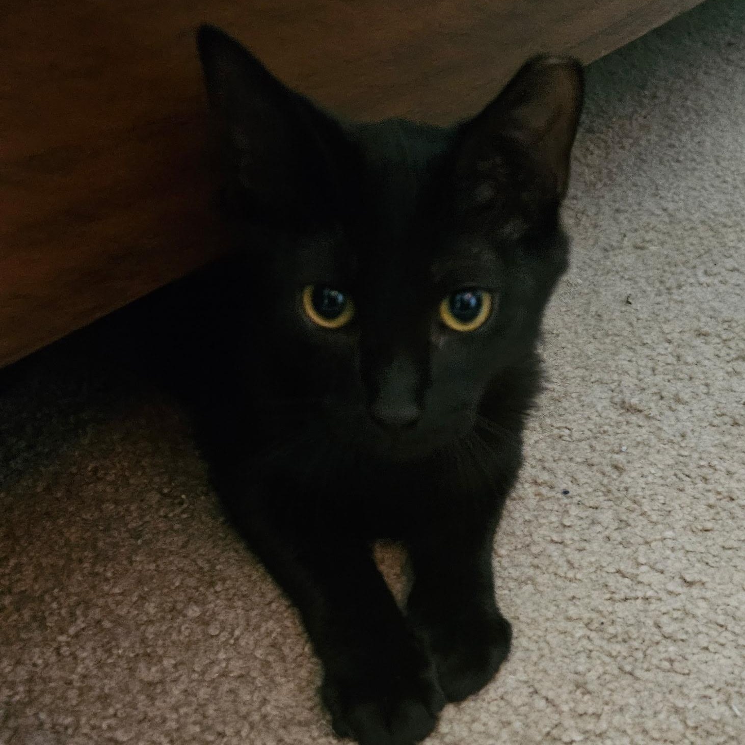 Enlarge Kahlua Kitten Likes other Cats, a ADOPTABLE Domestic Short Hair in Clifton, NJ image 5/5