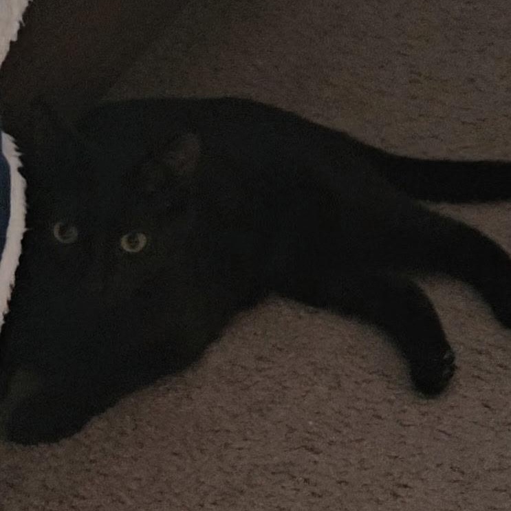 Enlarge Kahlua Kitten Likes other Cats, a ADOPTABLE Domestic Short Hair in Clifton, NJ image 4/5