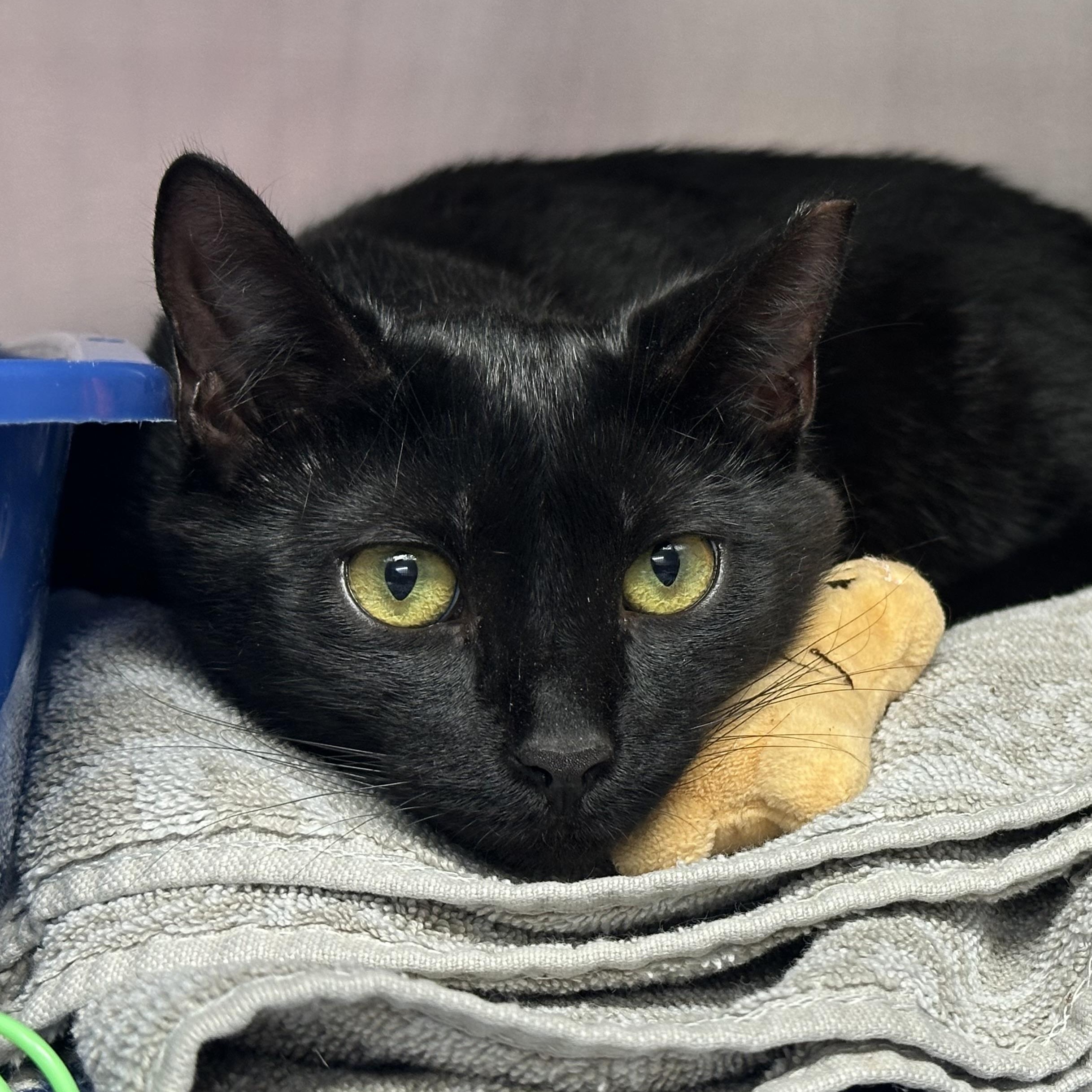 Kahlua Kitten Likes other Cats, adopted, Kitten Male Domestic Short Hair.