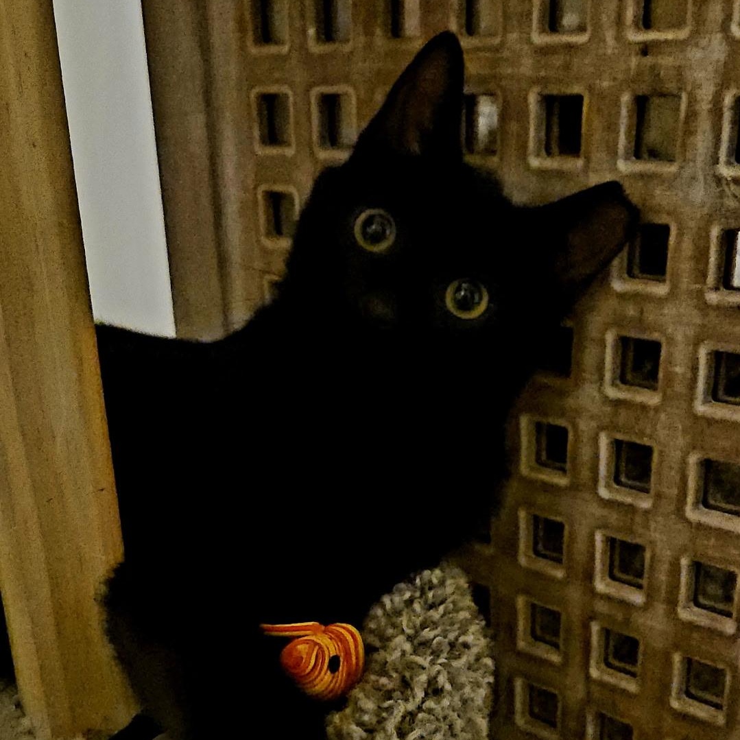 Enlarge Kahlua Kitten Likes other Cats, a ADOPTABLE Domestic Short Hair in Clifton, NJ image 3/5