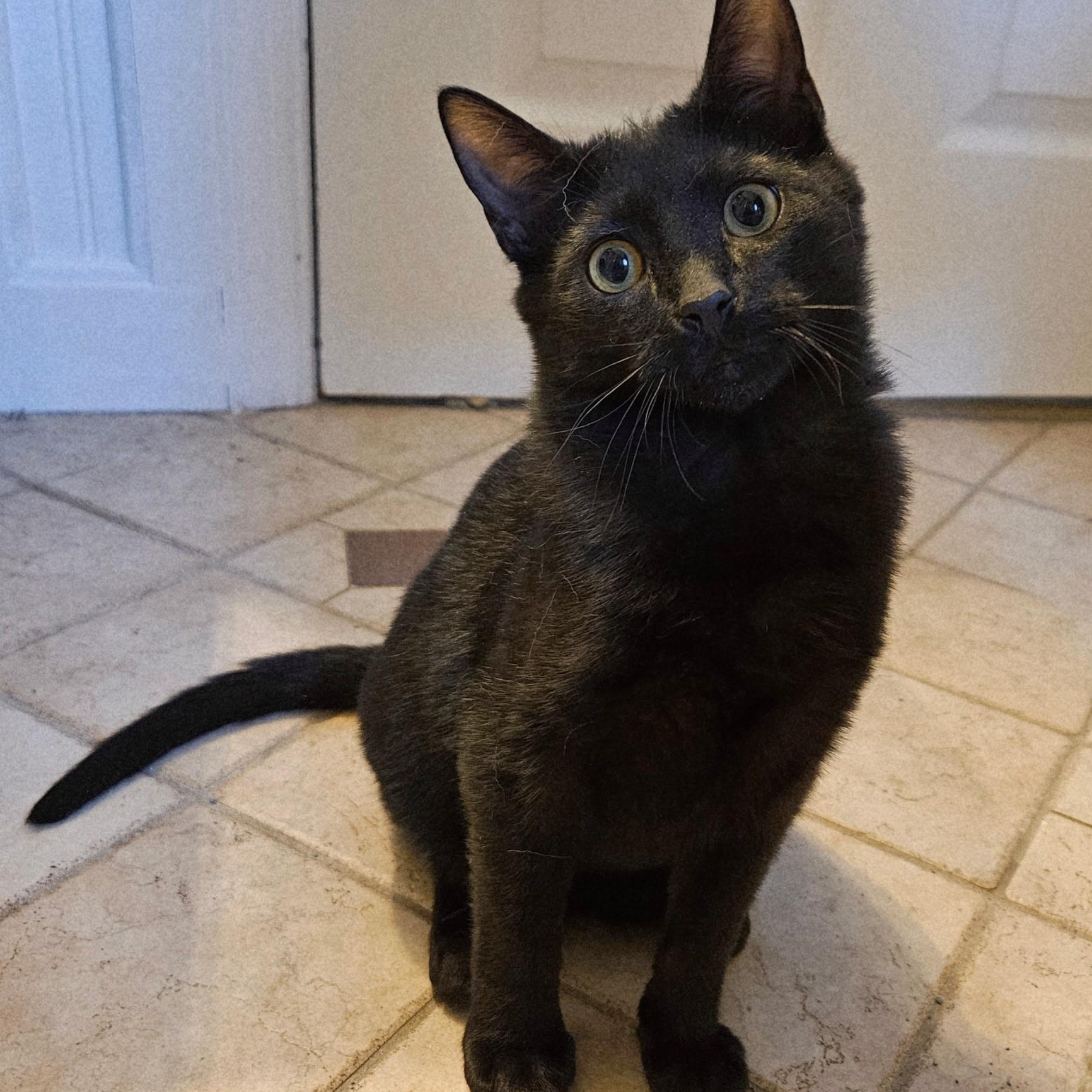 Enlarge Kahlua Kitten Likes other Cats, a ADOPTABLE Domestic Short Hair in Clifton, NJ image 2/5