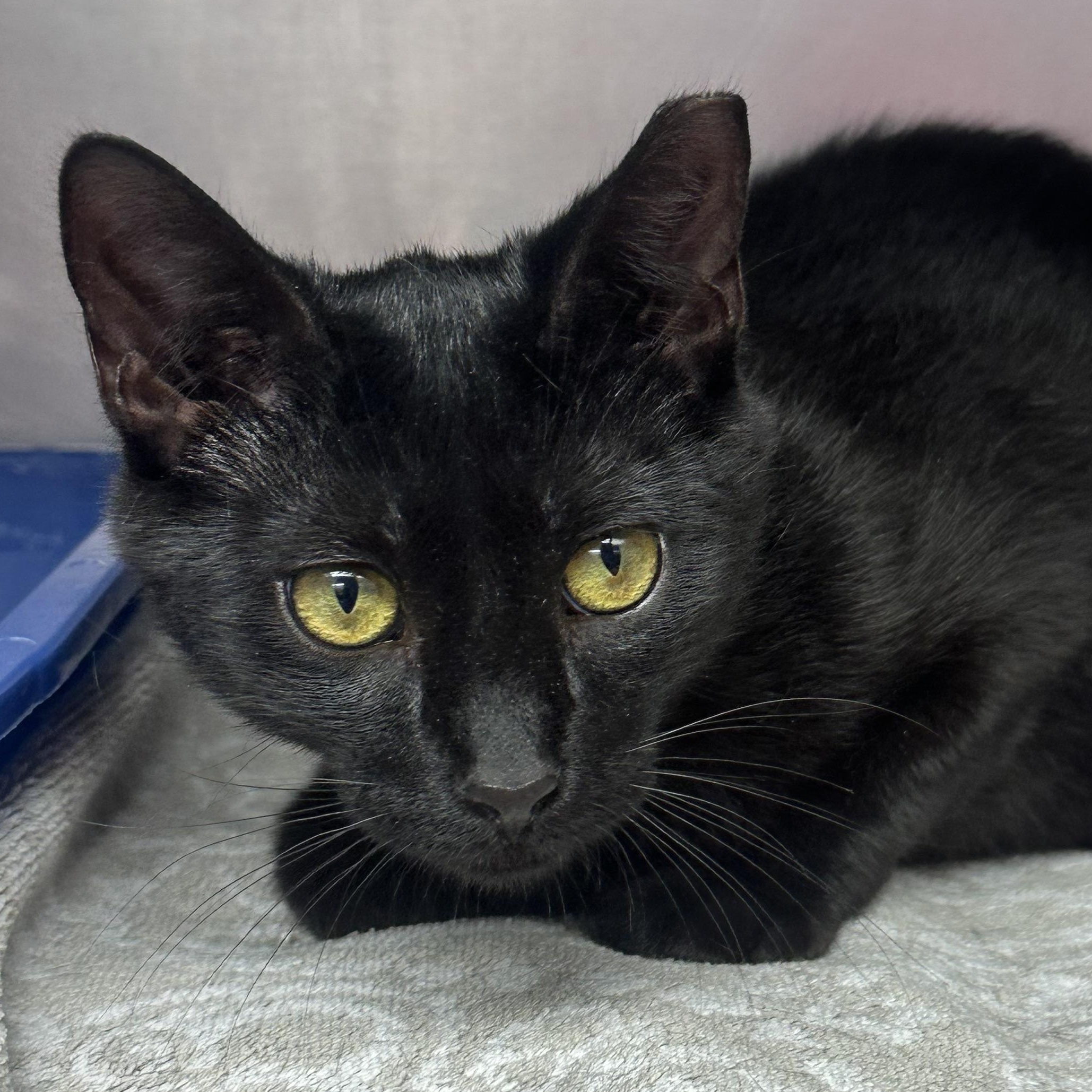 Enlarge Kahlua Kitten Likes other Cats, an adopted Domestic Short Hair in Clifton, NJ image 6/6