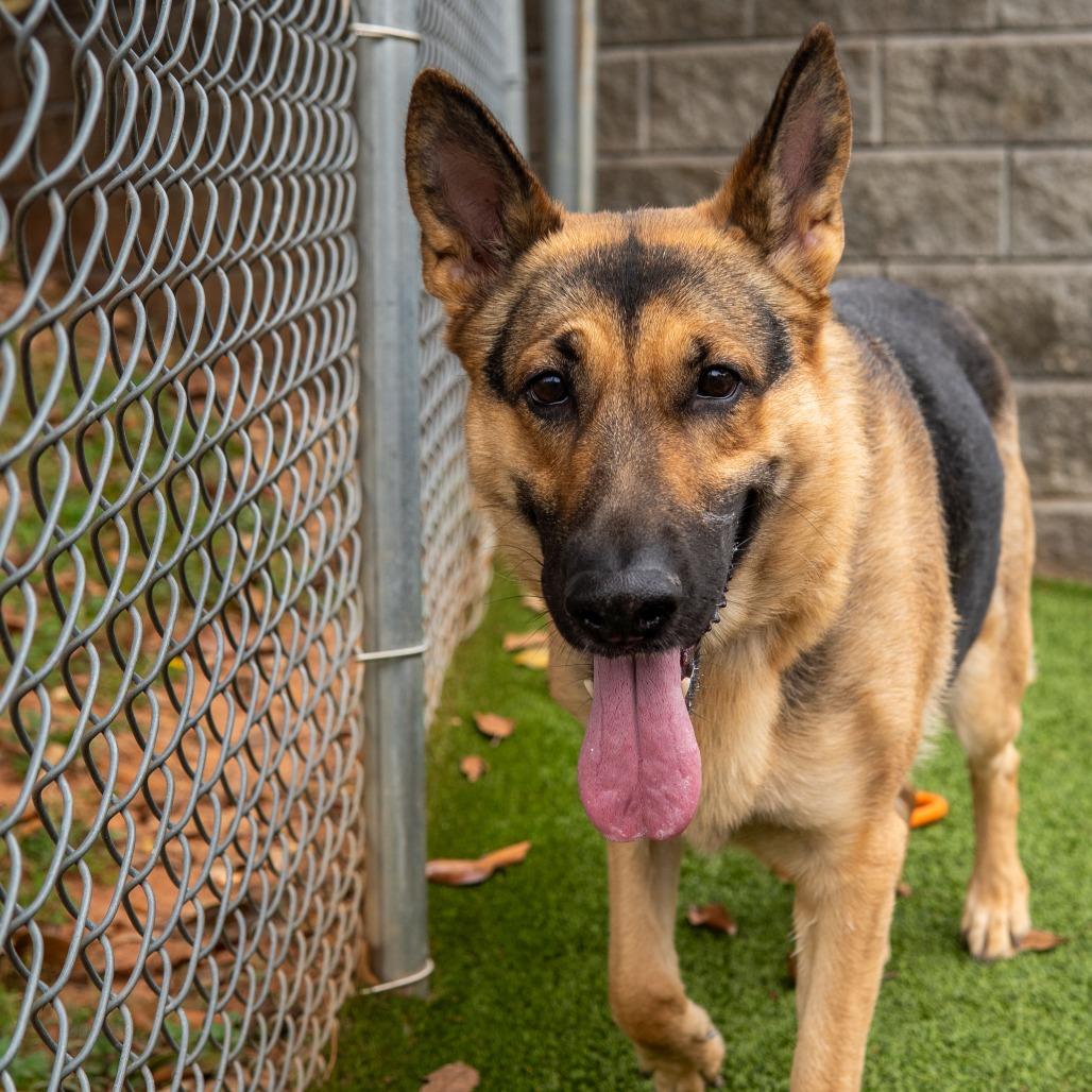 Ellie, Adoptable, Adult Female German Shepherd Dog & Mixed Breed.