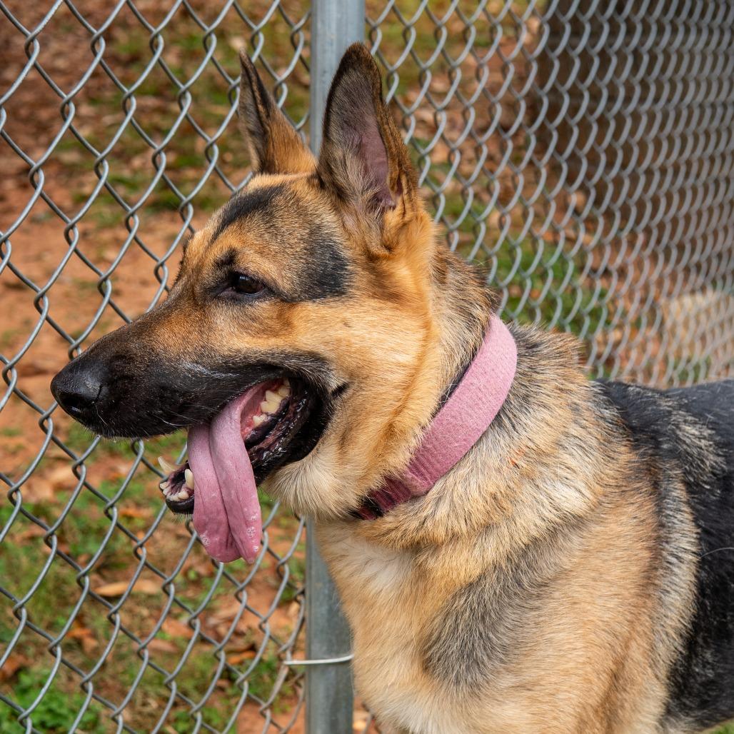 Enlarge Ellie, a Adoptable mixed breed in Gainesville, GA image 3/3