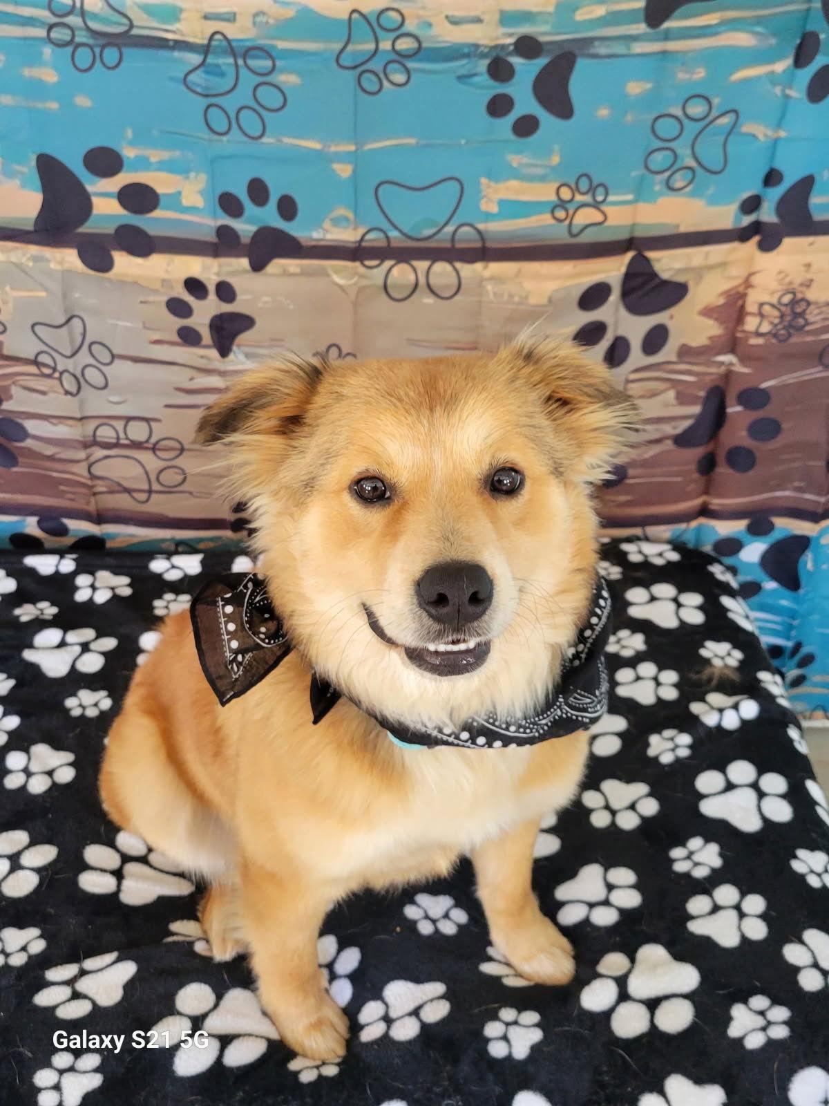 Gibson, Adopted, Young Male Golden Retriever & Border Collie.