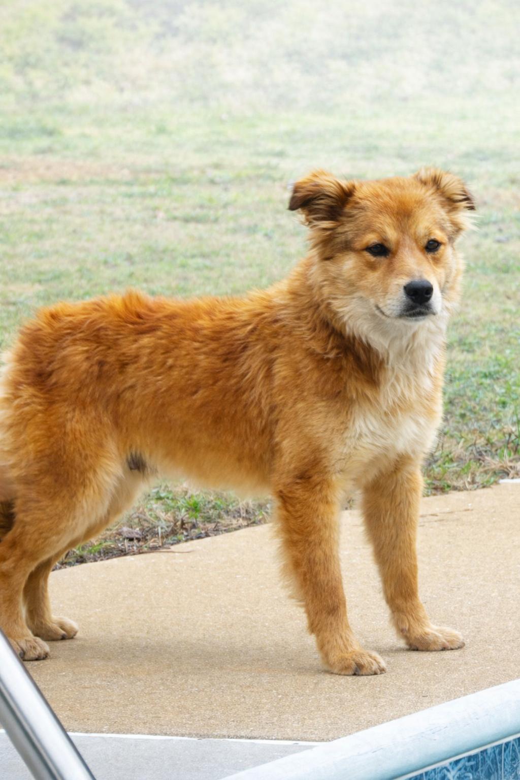 Enlarge Gibson, a Adopted mixed breed in Mount Laurel, NJ image 2/3