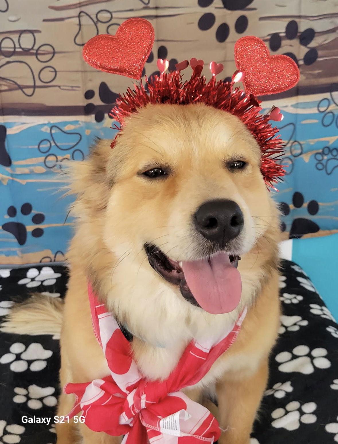 Enlarge Gibson, a Adopted mixed breed in Mount Laurel, NJ image 3/3