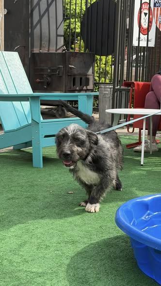 Otto, a ADOPTABLE mixed breed in Knoxville, TN image 3/6