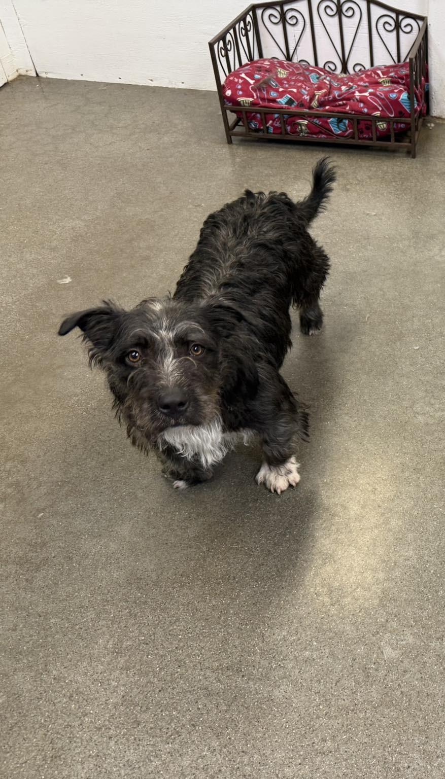 Otto, ADOPTABLE, Young Male Staffordshire Bull Terrier.