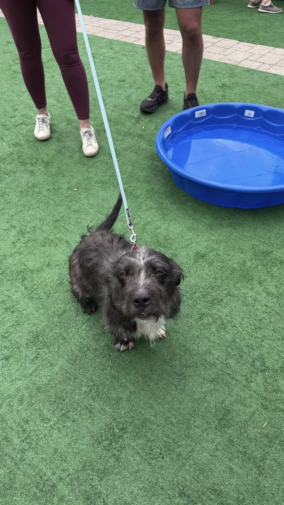 Otto, a ADOPTABLE mixed breed in Knoxville, TN image 2/6