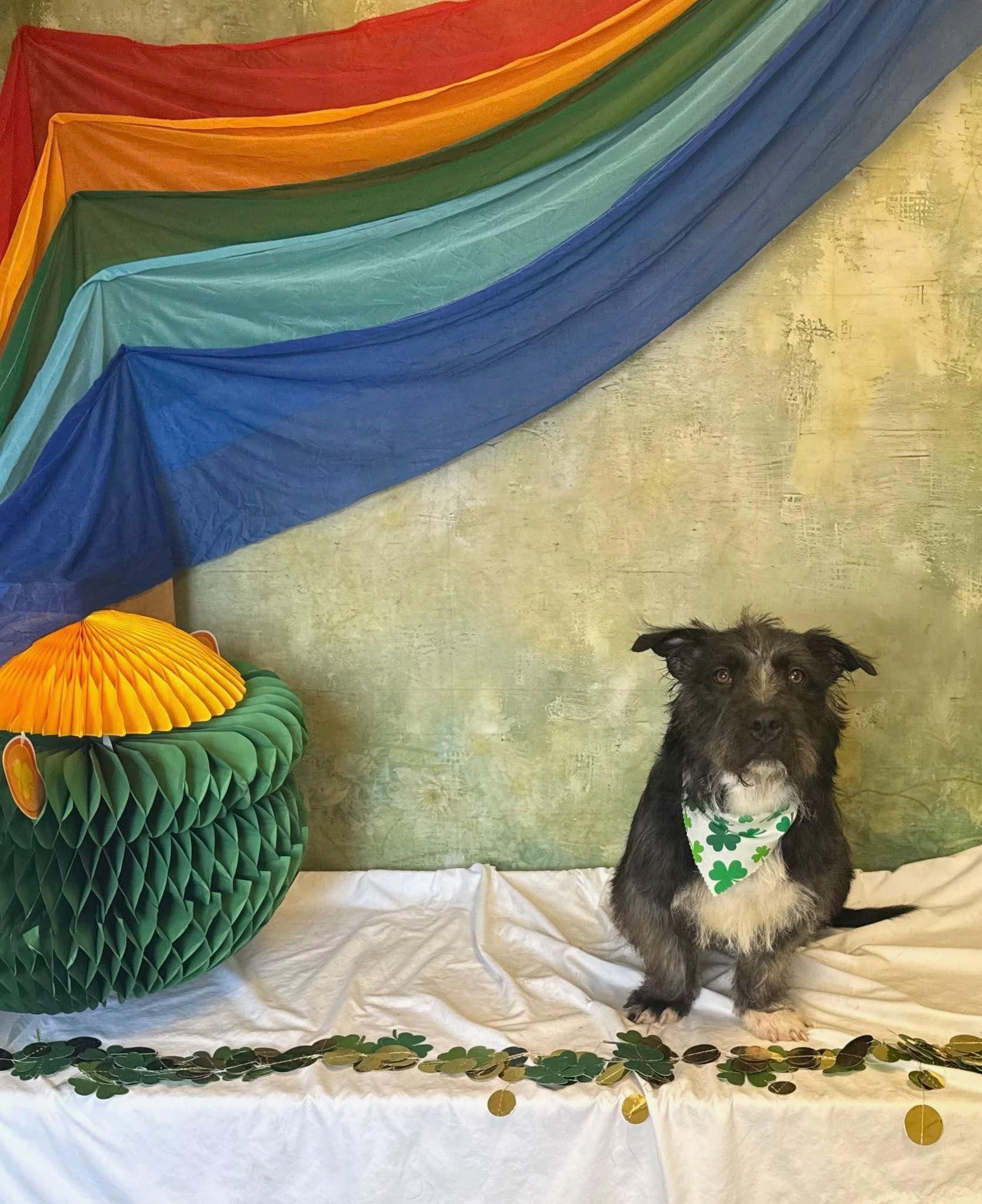 Enlarge Otto, a ADOPTABLE mixed breed in Knoxville, TN image 2/4