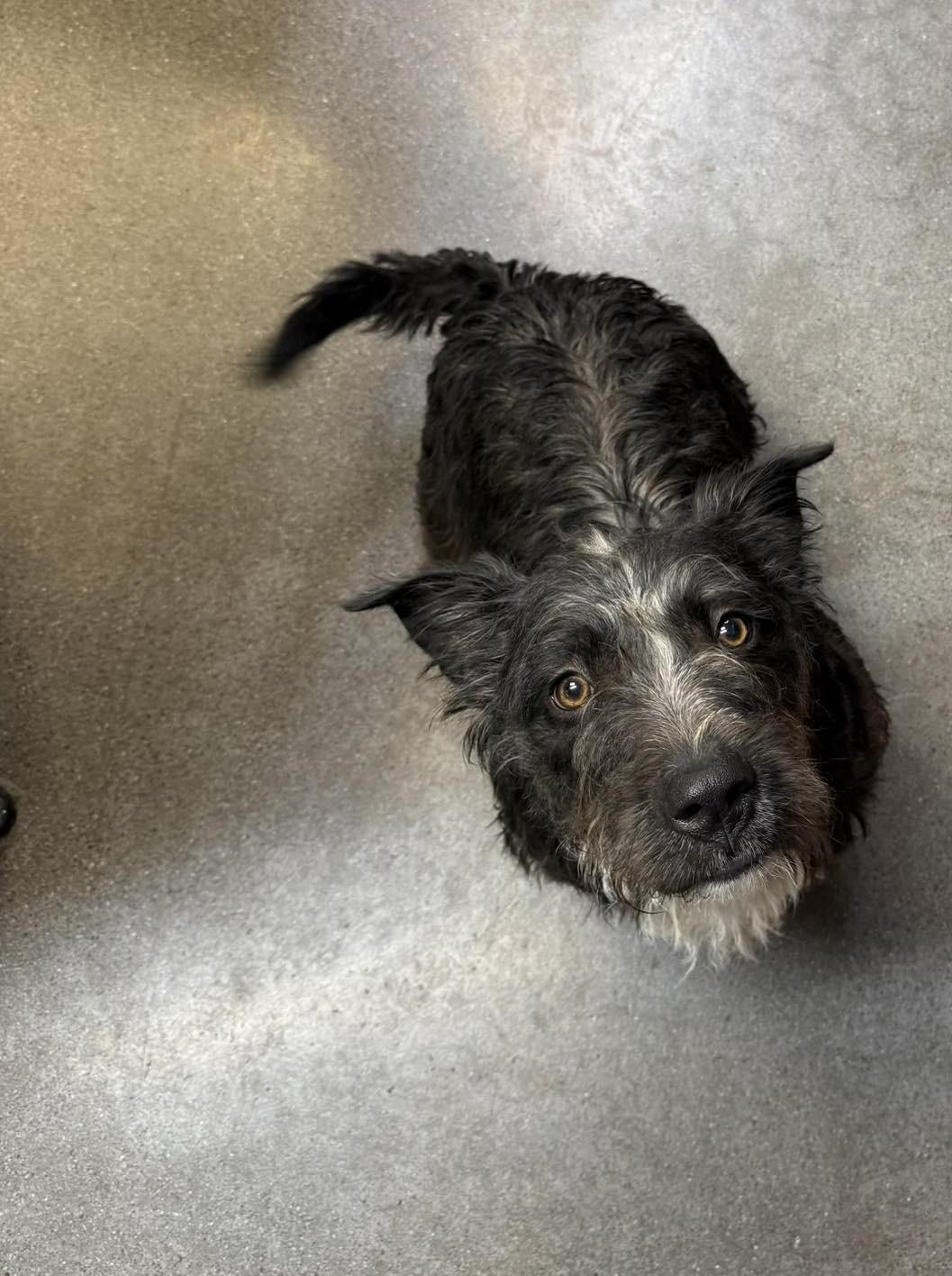 Enlarge Otto, a ADOPTABLE mixed breed in Knoxville, TN image 4/4