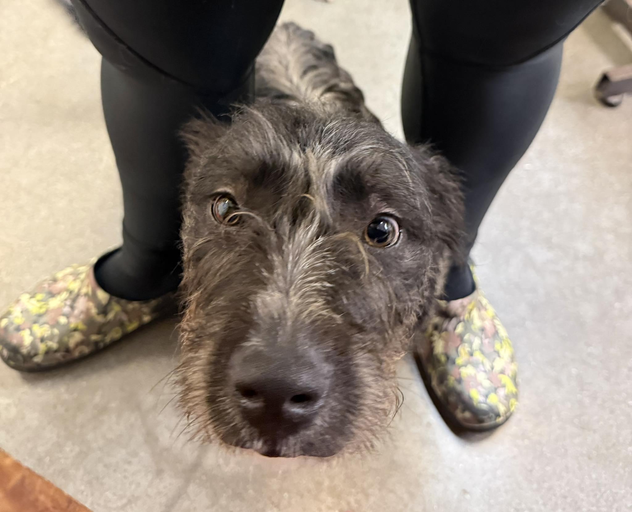 Enlarge Otto, a ADOPTABLE mixed breed in Knoxville, TN image 3/4