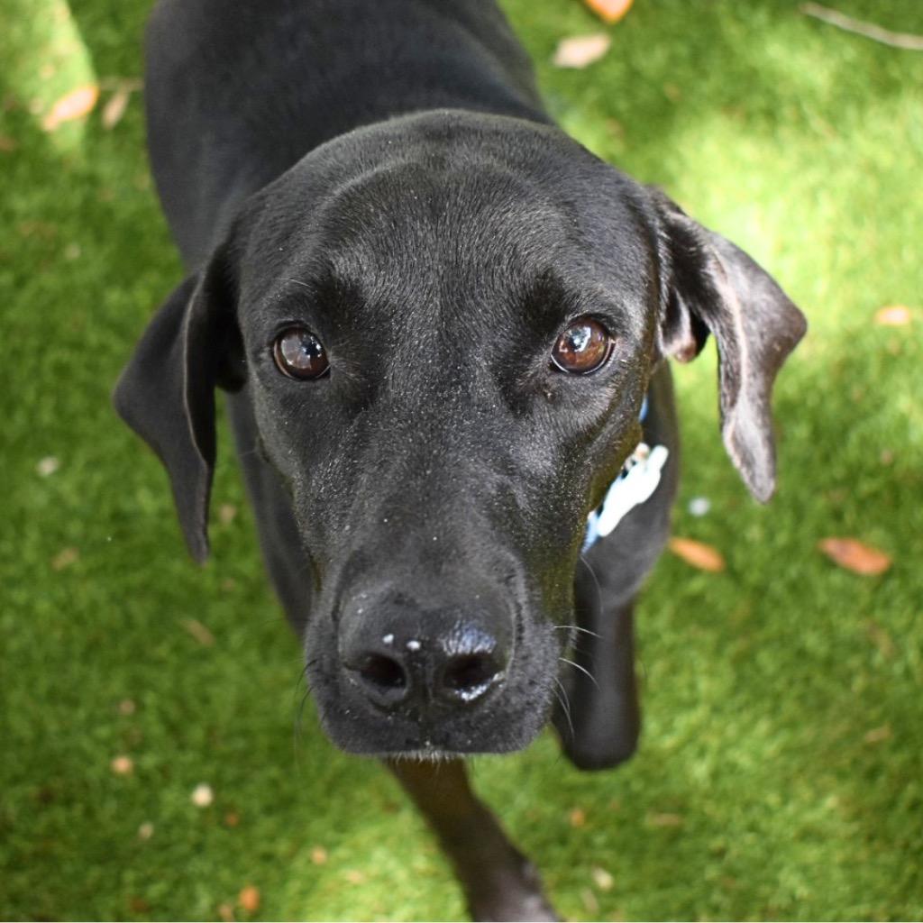 Brittany, Adopted, Young Female Labrador Retriever.
