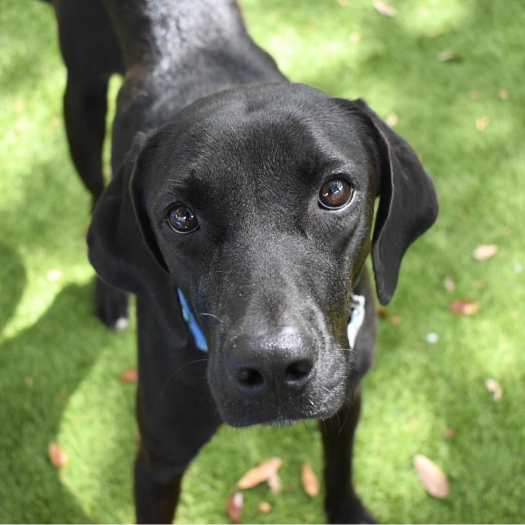 Enlarge Brittany, a Adopted Labrador Retriever in Saint Petersburg, FL image 2/3