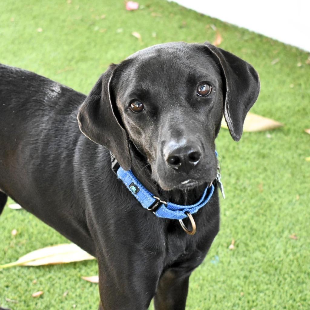 Enlarge Brittany, a Adopted Labrador Retriever in Saint Petersburg, FL image 3/3