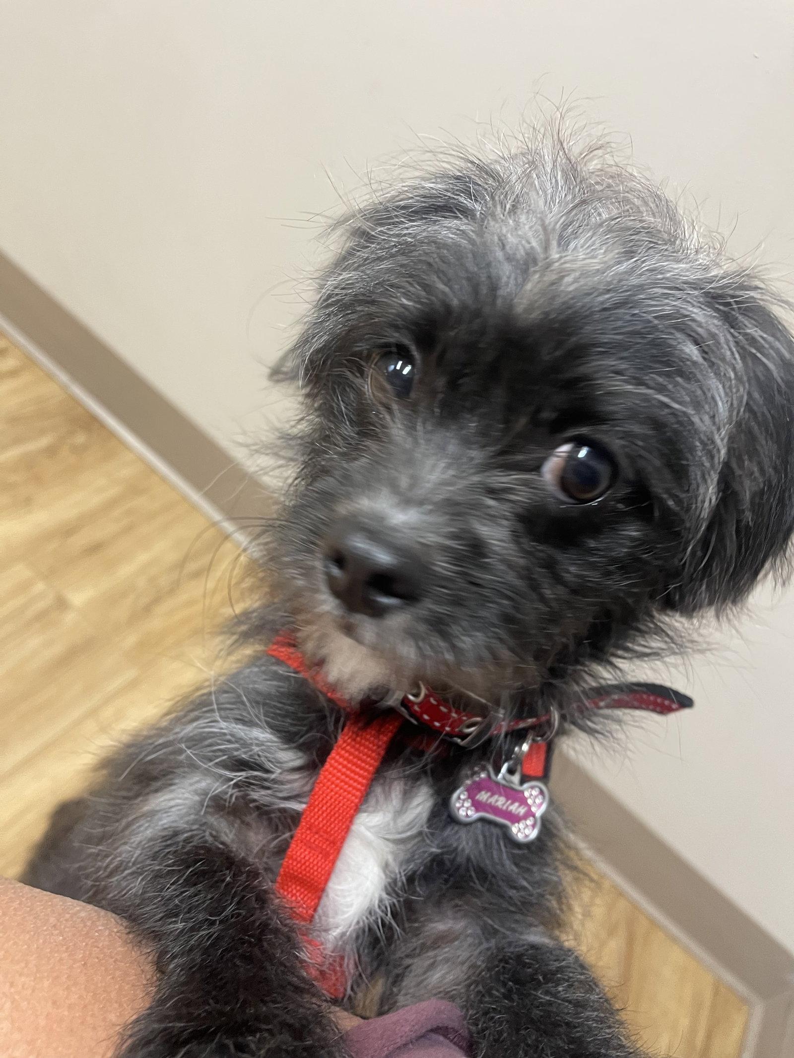 Mariah, Adoptable, Young Female Shih Tzu.