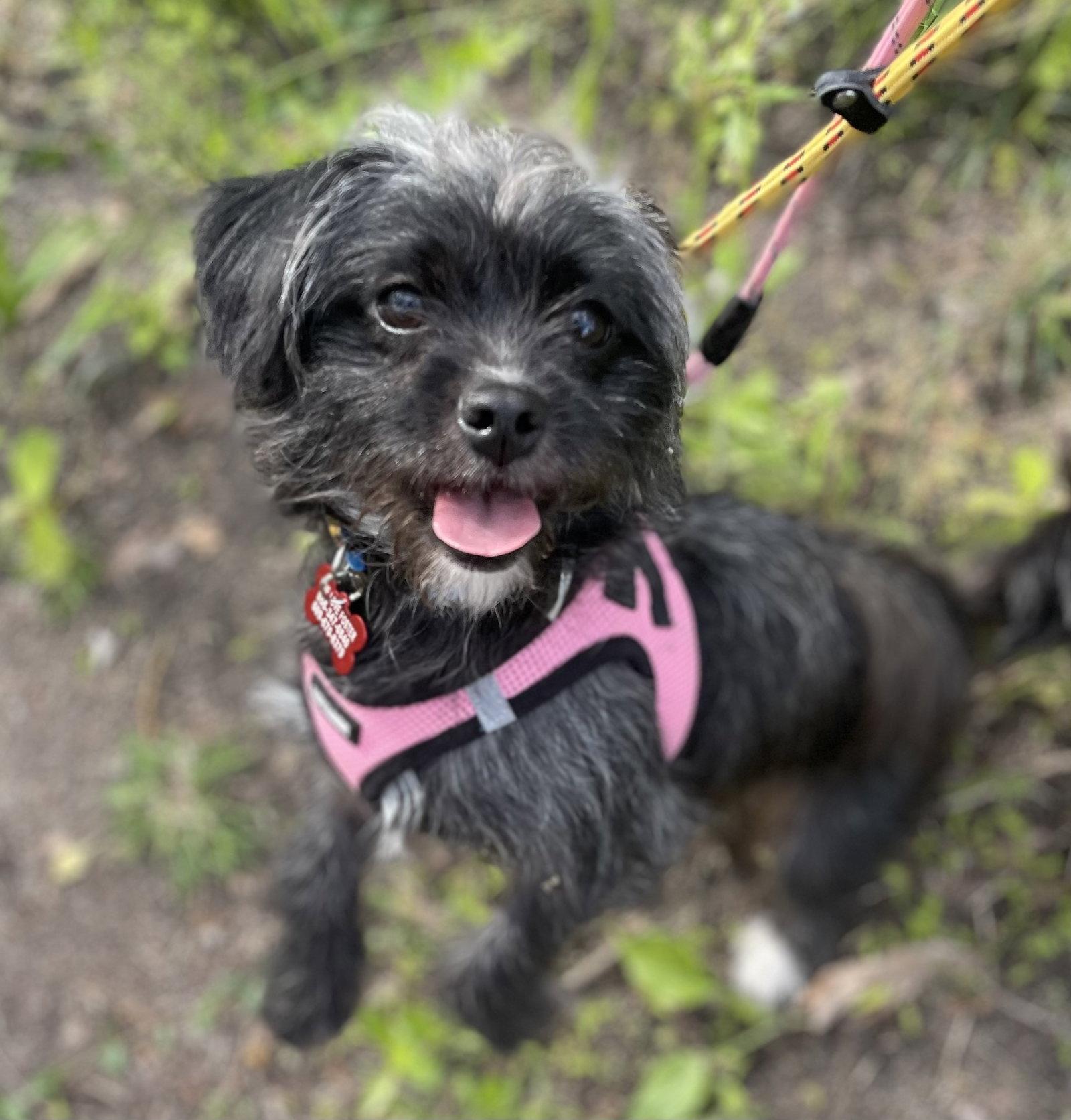 Enlarge Mariah, a Adoptable Shih Tzu in Blackwood, NJ image 2/3