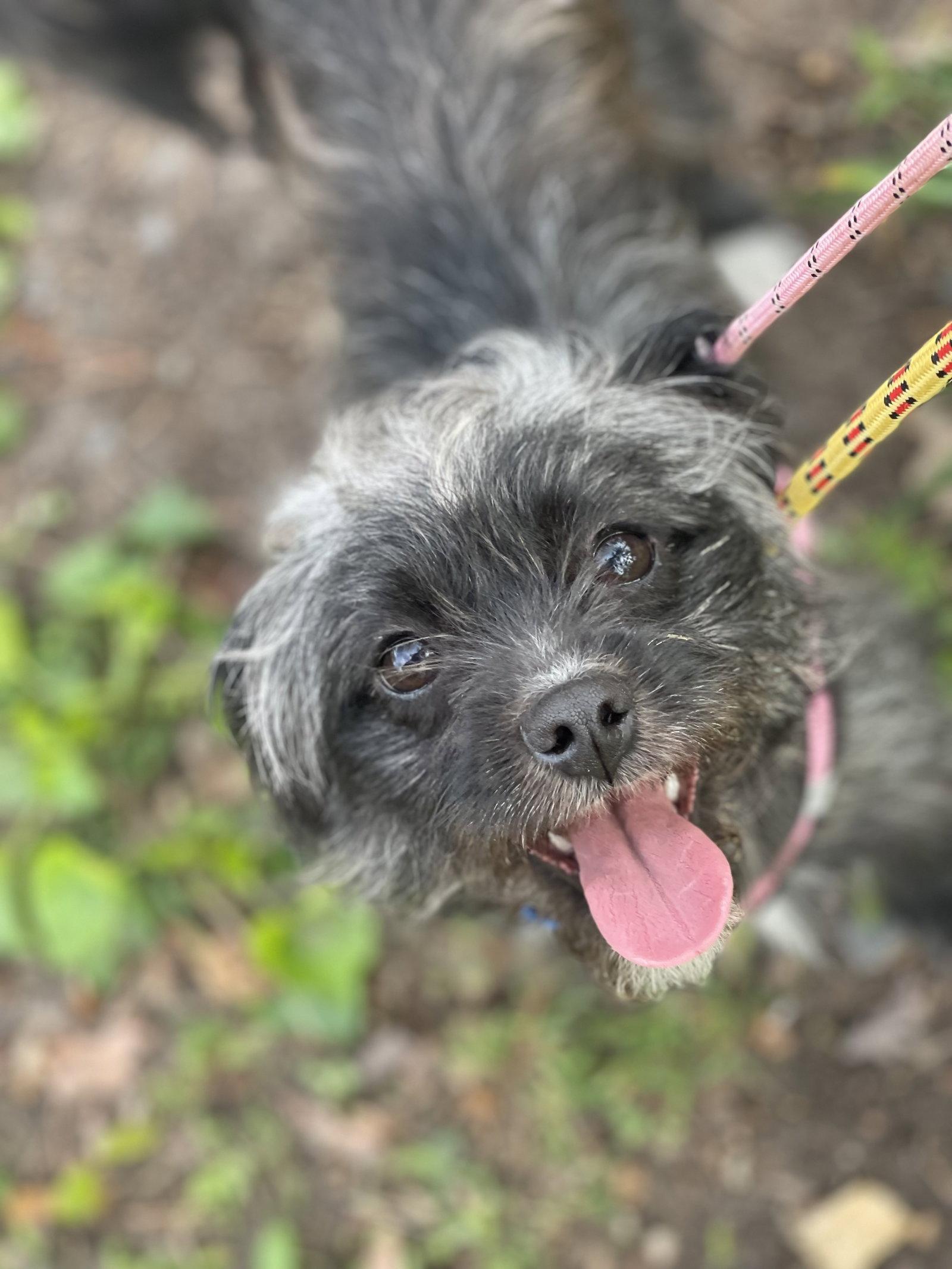 Enlarge Mariah, a Adoptable Shih Tzu in Blackwood, NJ image 3/3