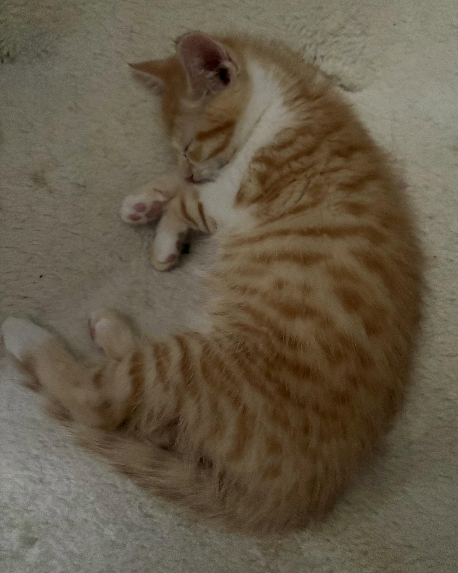 Fanny KITTEN, Adopted, Kitten Female Domestic Short Hair.