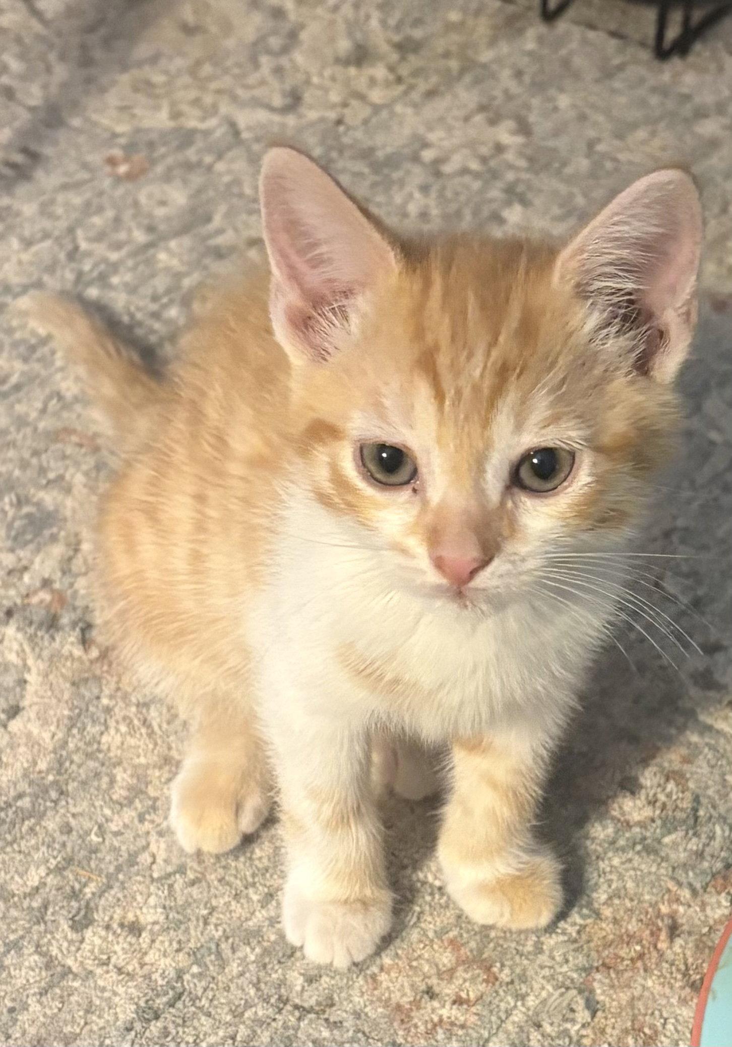 Enlarge Fanny KITTEN, a Adopted Domestic Short Hair in Rockaway, NJ image 3/3