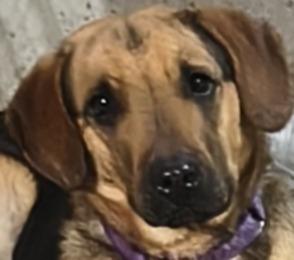 Enlarge Ma Dawgs : Max, a Adoptable mixed breed in Aurora, IN image 1/4