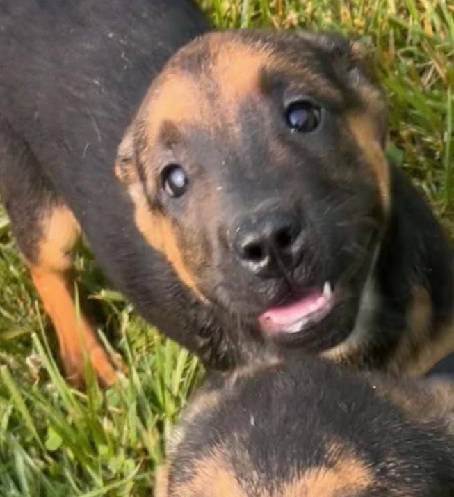 Ma Dawgs : Max, Adoptable, Puppy Male German Shepherd Dog.