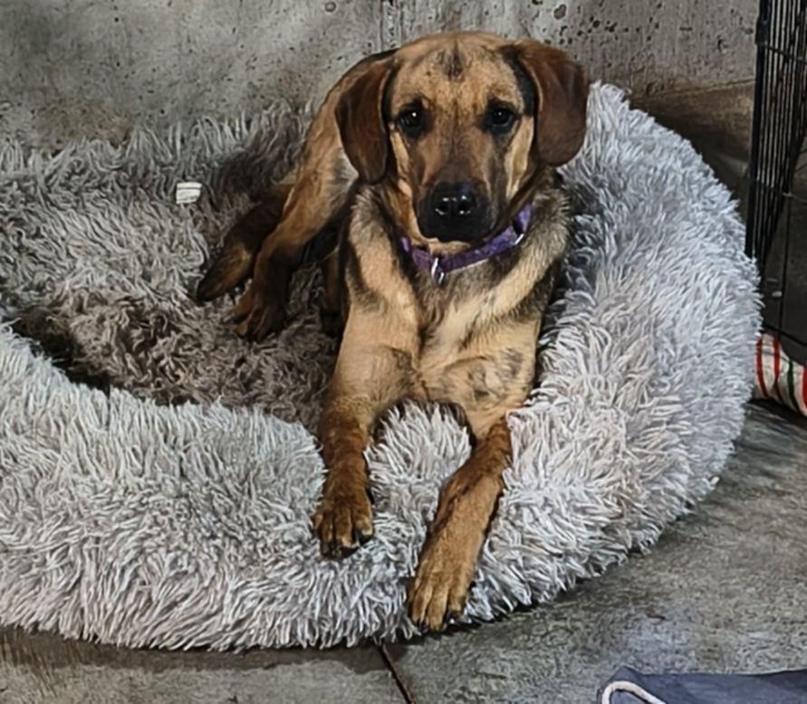 Enlarge Ma Dawgs : Max, a Adoptable mixed breed in Aurora, IN image 4/4