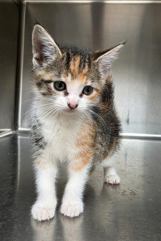 Trixie, Adoptable, Young Female Domestic Short Hair.