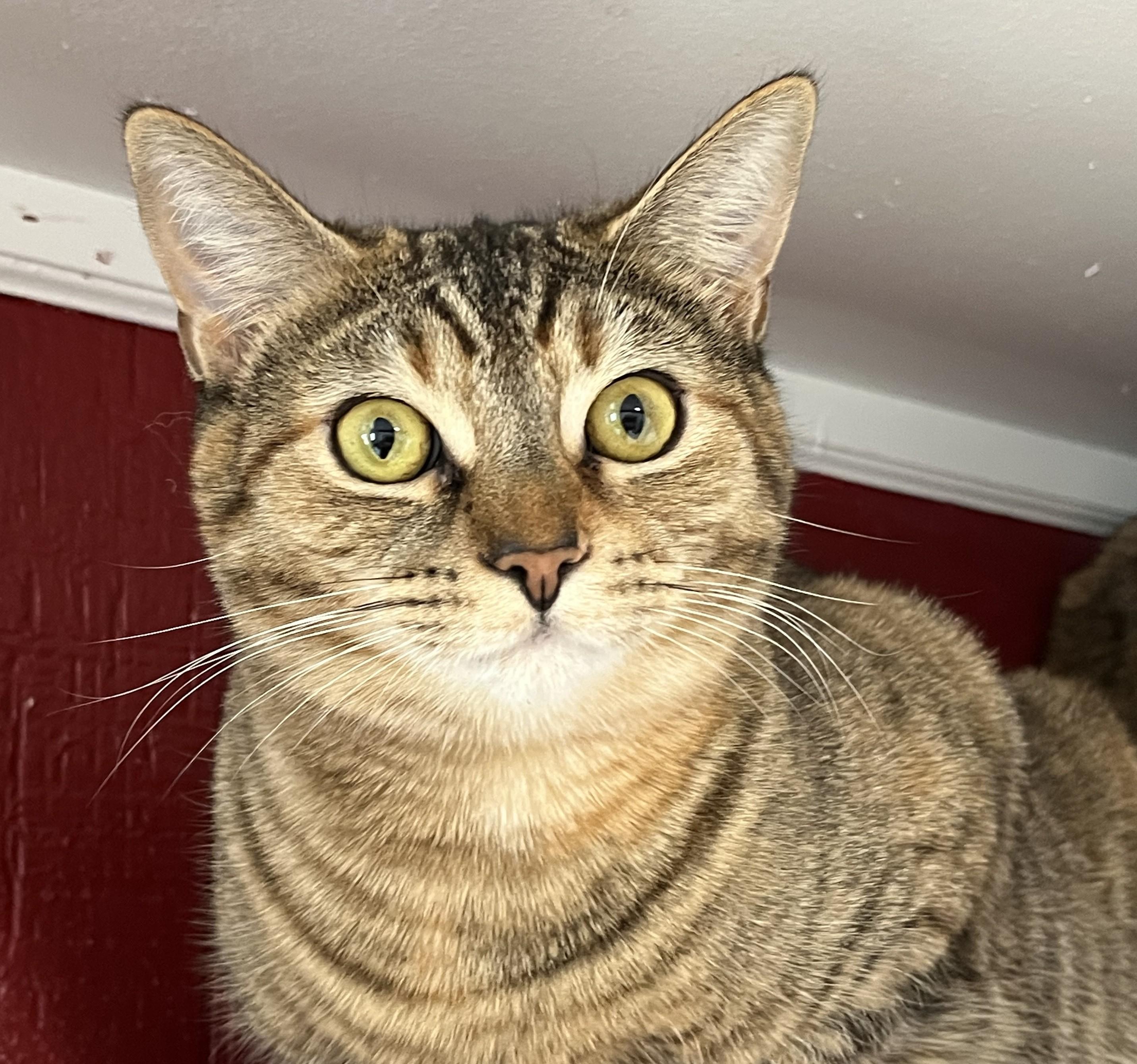 Roxie Shewman (Foxie's beautiful sister!)