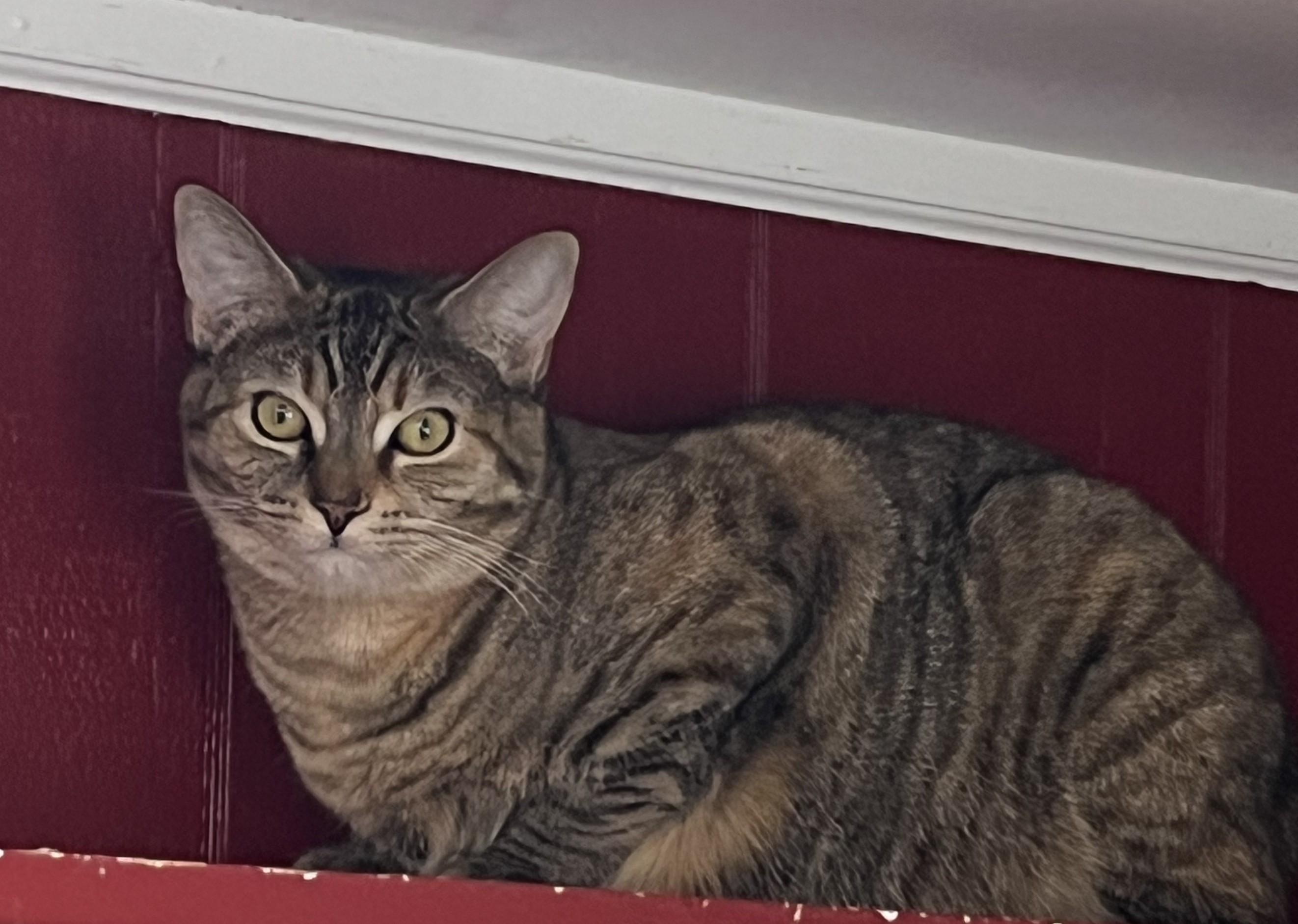 Roxie Shewman (Foxie's beautiful sister!) — thumbnail 2