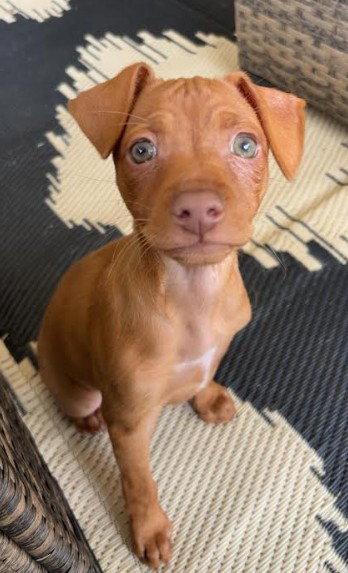 Ladybug, Adoptable, Puppy Female Chihuahua.