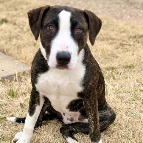 Enlarge Byron, a ADOPTABLE mixed breed in Boston, MA image 1/3