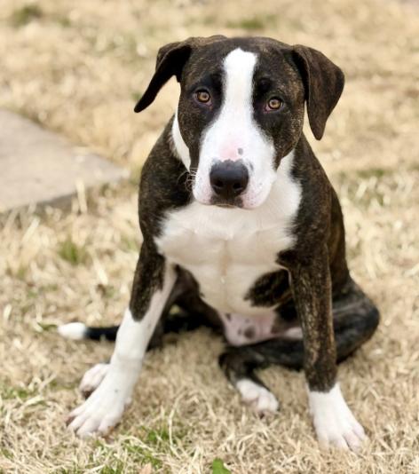 Enlarge Byron, a ADOPTABLE mixed breed in Boston, MA image 2/3