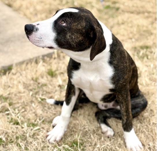 Enlarge Byron, a ADOPTABLE mixed breed in Boston, MA image 3/3