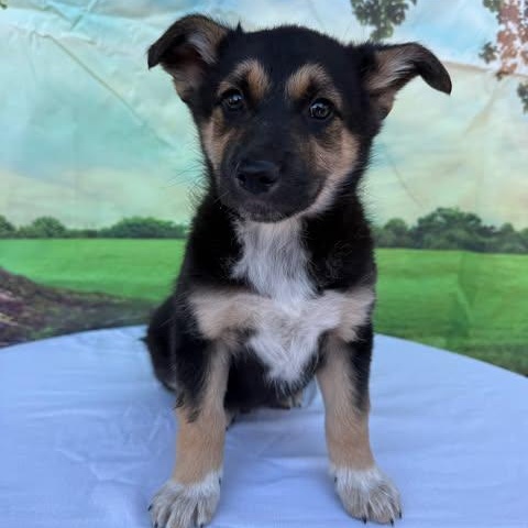 Enlarge Buzz, a Adoptable mixed breed in Tylertown, MS image 1/1