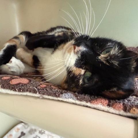 Saturn, Adoptable, Adult Female Domestic Short Hair.