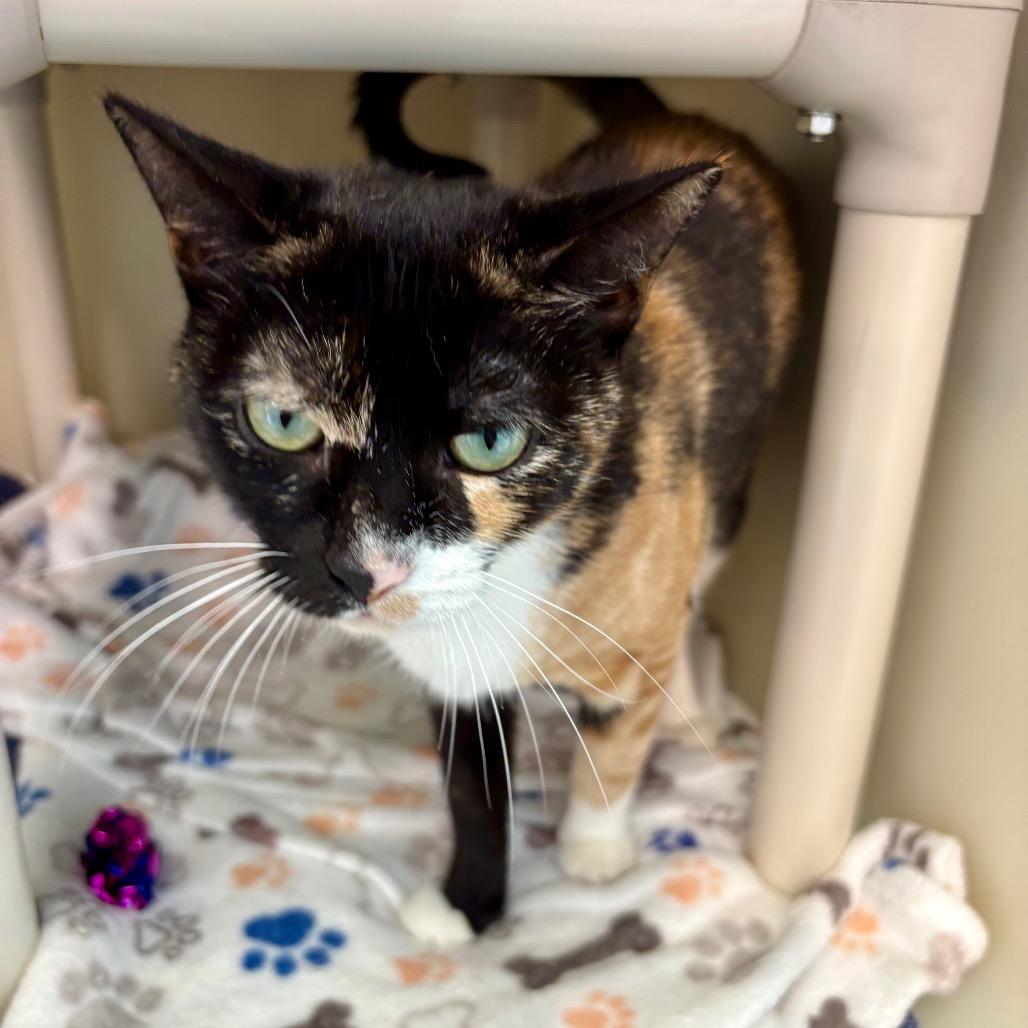 Enlarge Saturn, a Adoptable Domestic Short Hair in New Fairfield, CT image 2/6